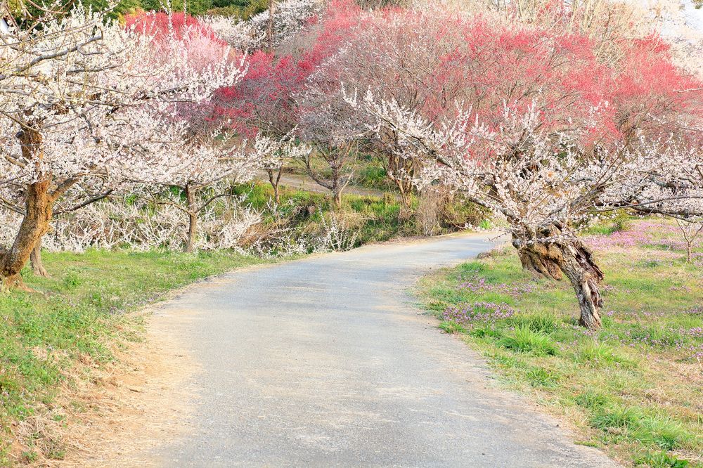 おおくぼ台梅園の画像 - 3枚目