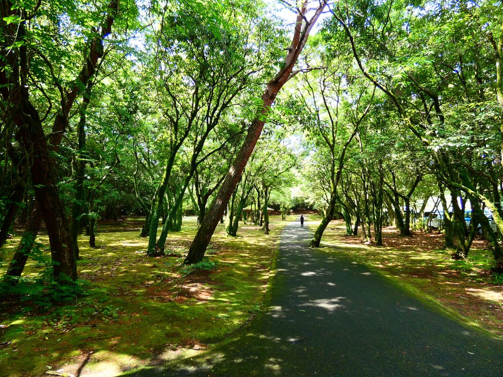 阿波岐原森林公園の画像 - 2枚目