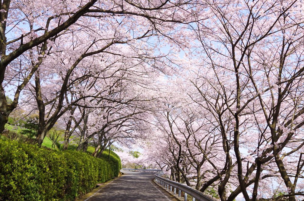 西条市 市民の森