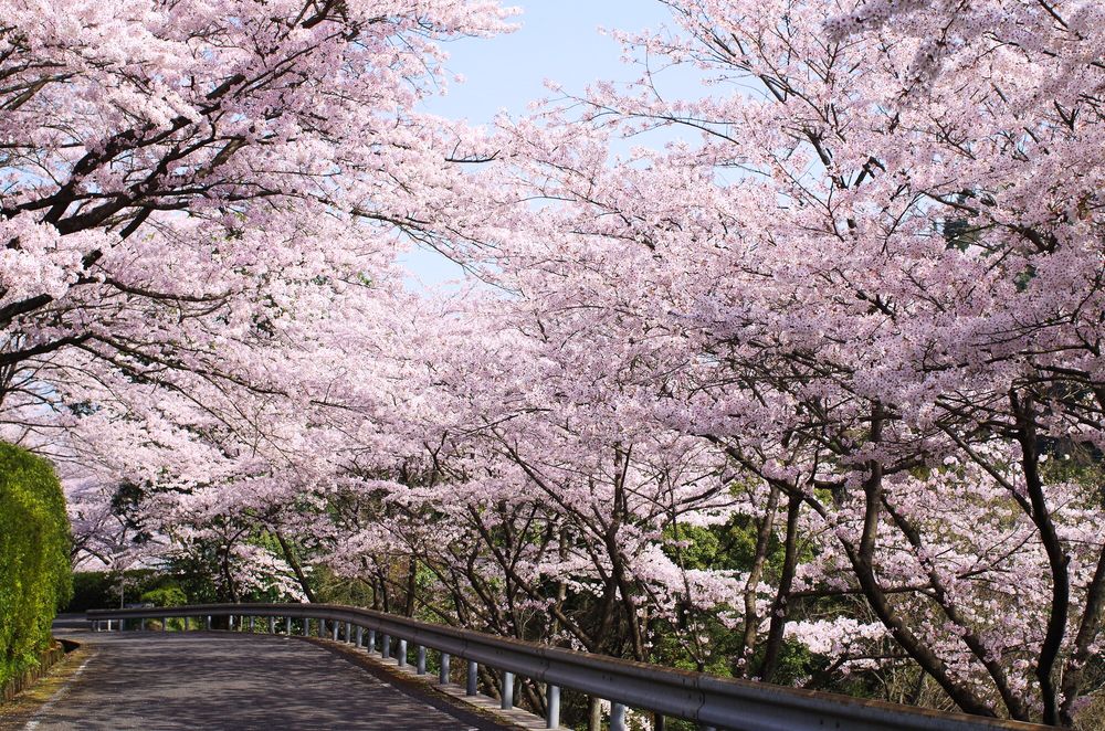西条市 市民の森の画像 - 2枚目