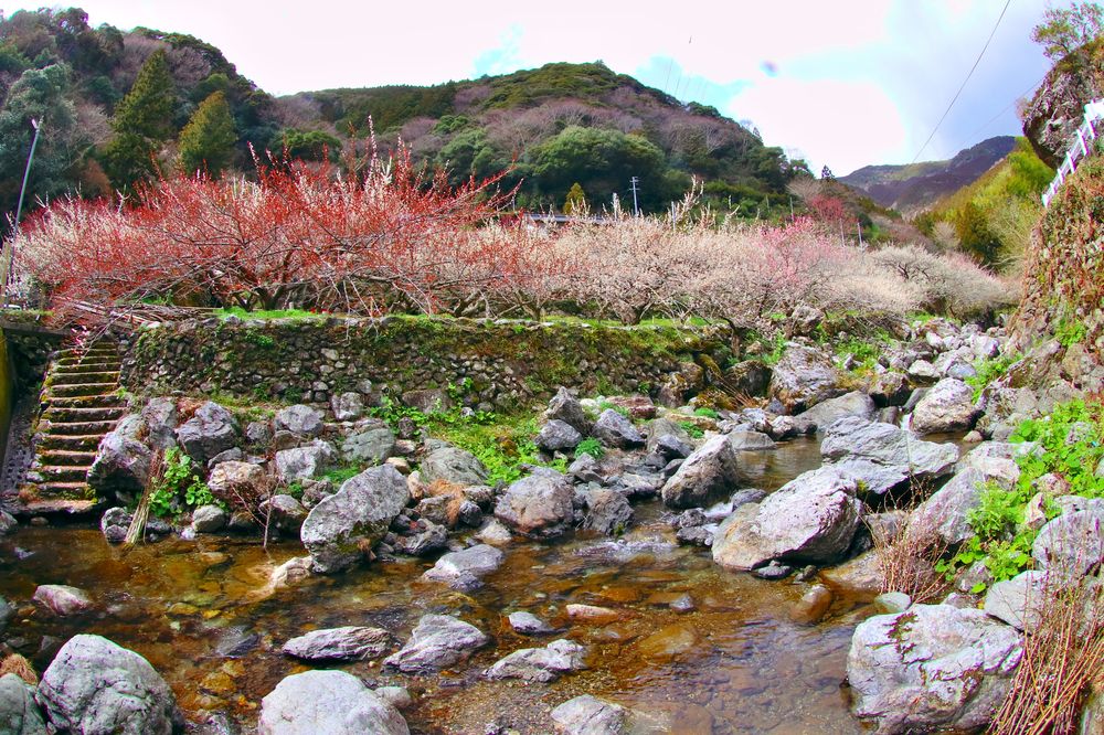 嫁石の梅林の画像 - 2枚目