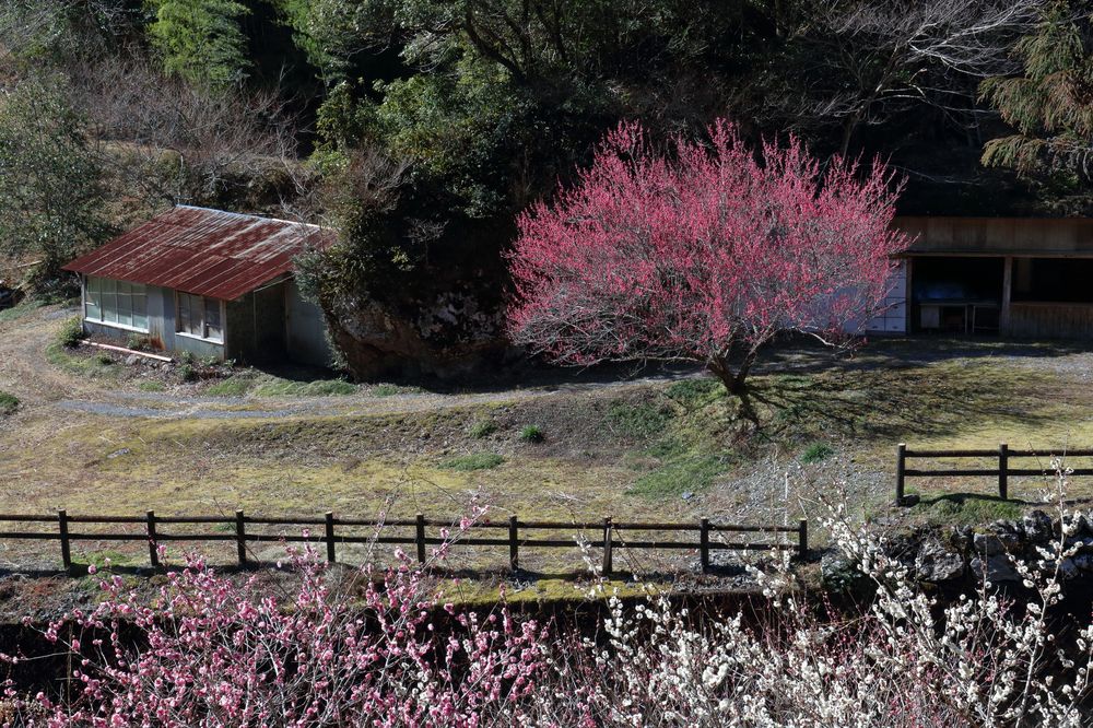 嫁石の梅林の画像 - 3枚目