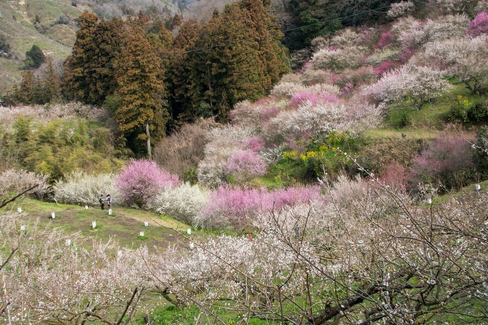 七折梅園の画像 - 2枚目