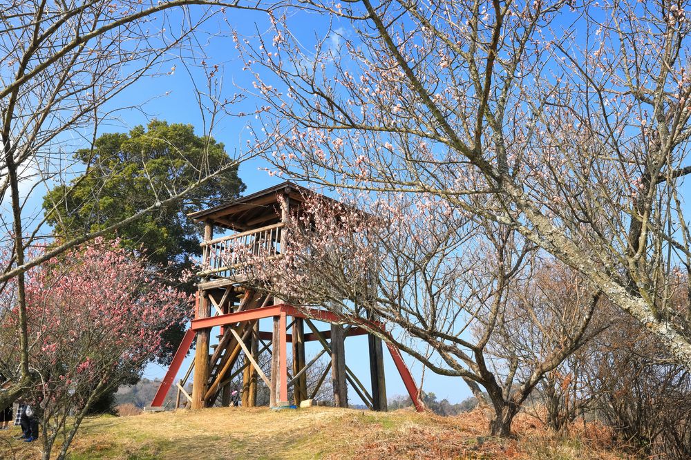 七折梅園の画像 - 3枚目