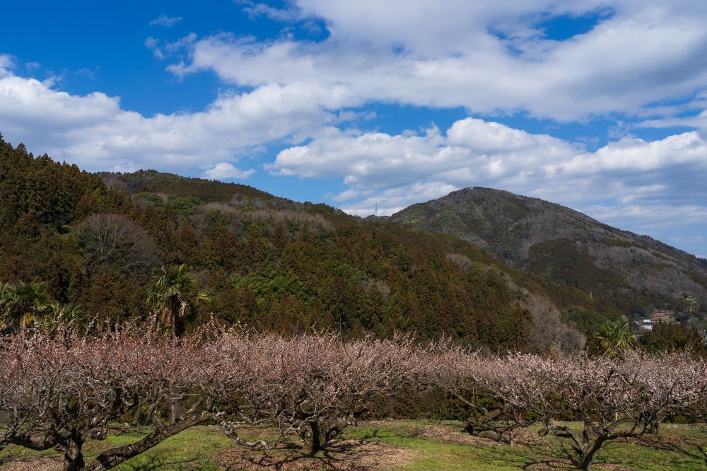 阿川梅の里の画像 - 2枚目