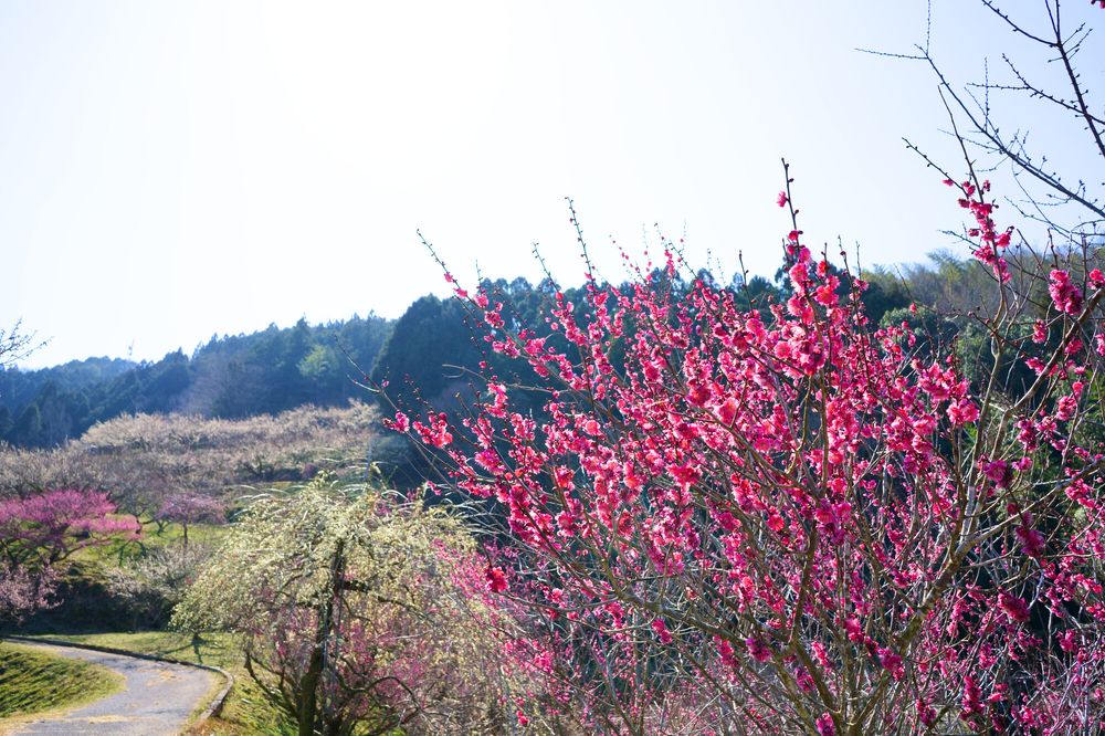 美郷の梅の画像 - 2枚目