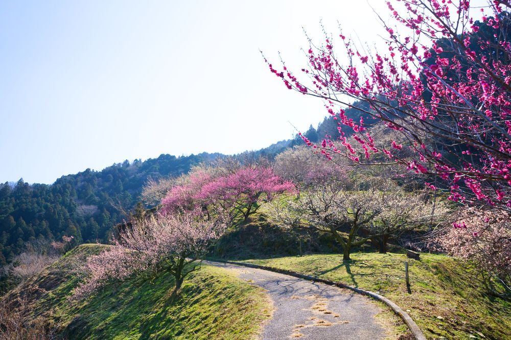 美郷の梅の画像 - 3枚目