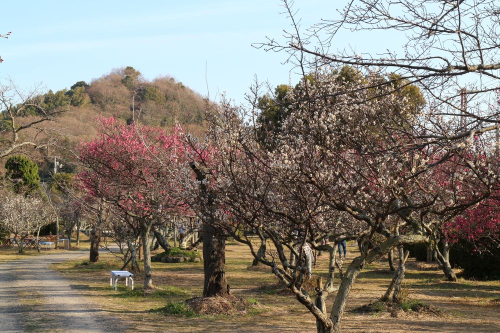 梅津寺公園の画像 - 2枚目