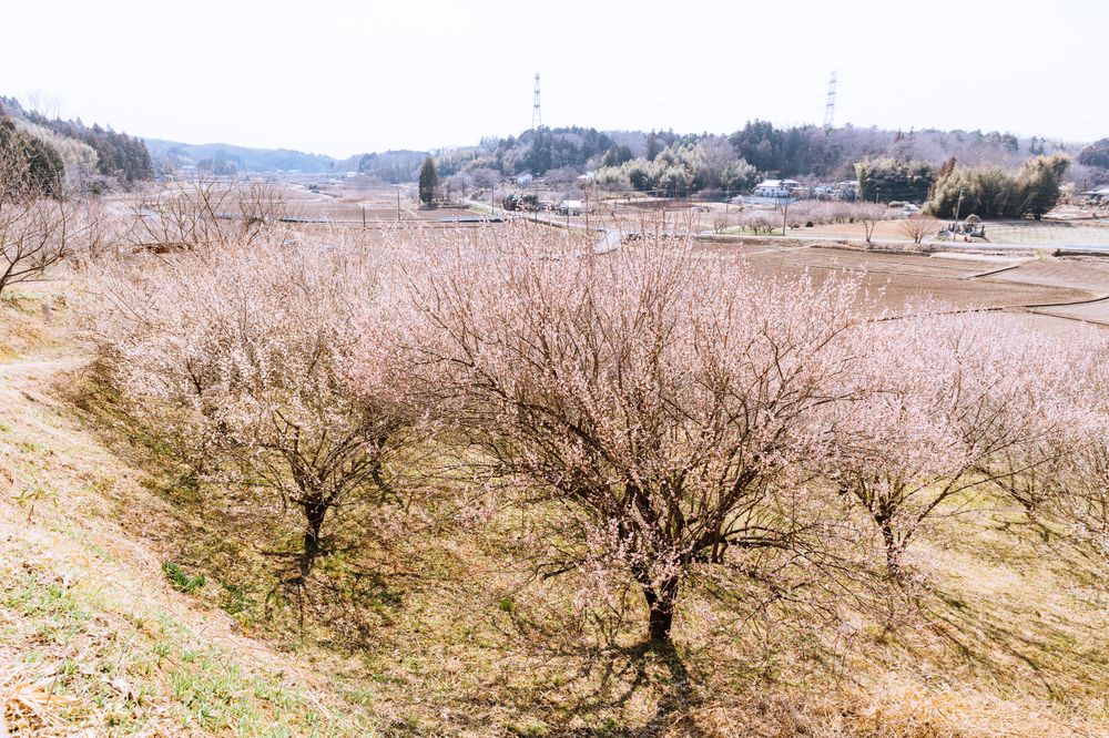 観音山梅の里梅園の画像 - 3枚目