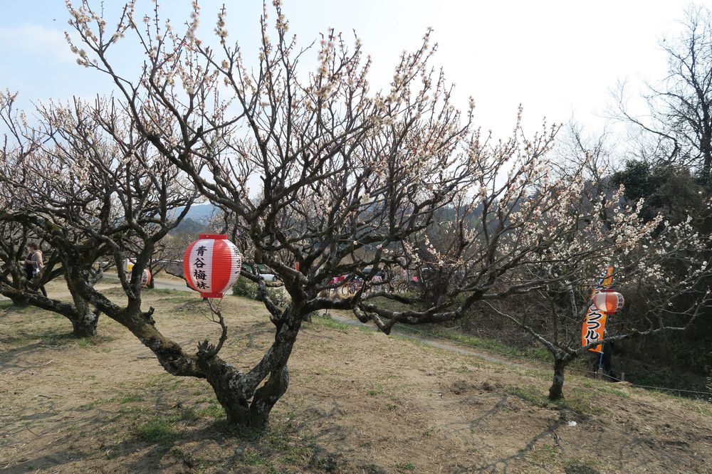 青谷梅林の画像 - 2枚目