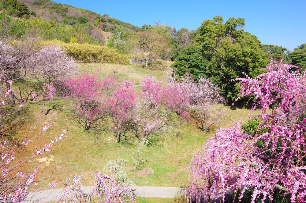 広田梅林の画像 - 2枚目