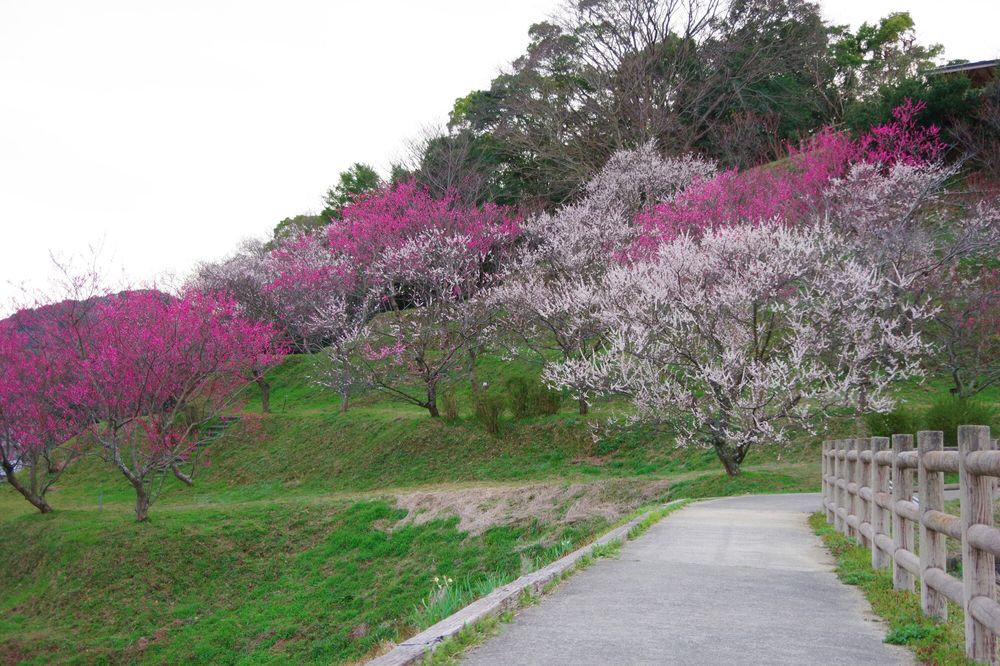 広田梅林の画像 - 3枚目