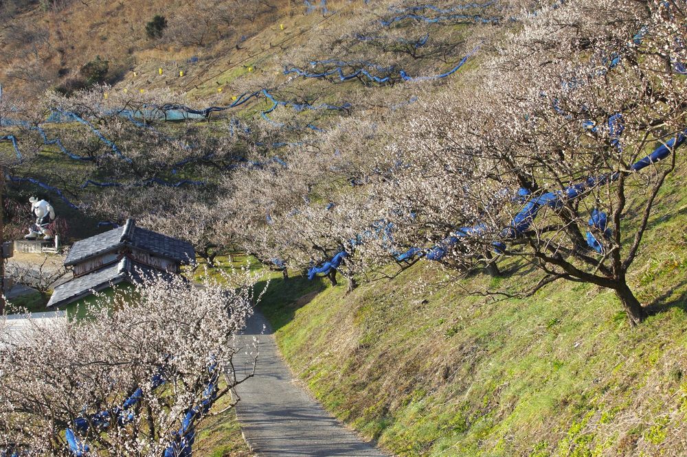 紀州石神田辺梅林の画像 - 2枚目