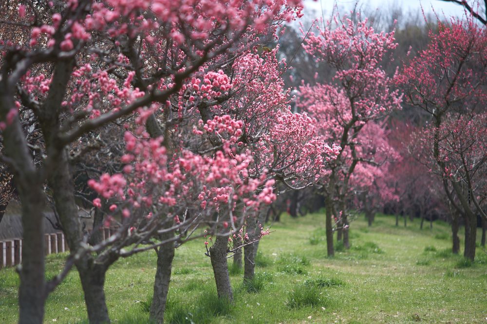 荒山公園梅林の画像 - 2枚目