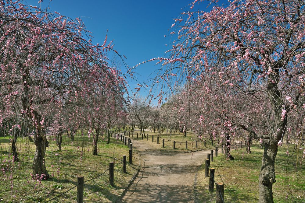 荒山公園梅林