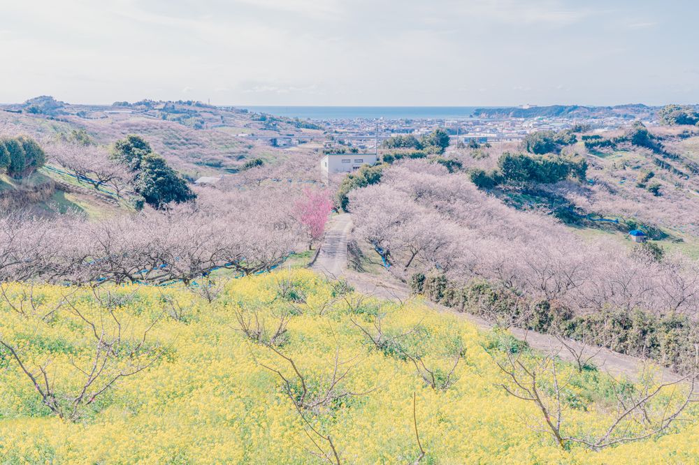南部梅林の画像 - 3枚目