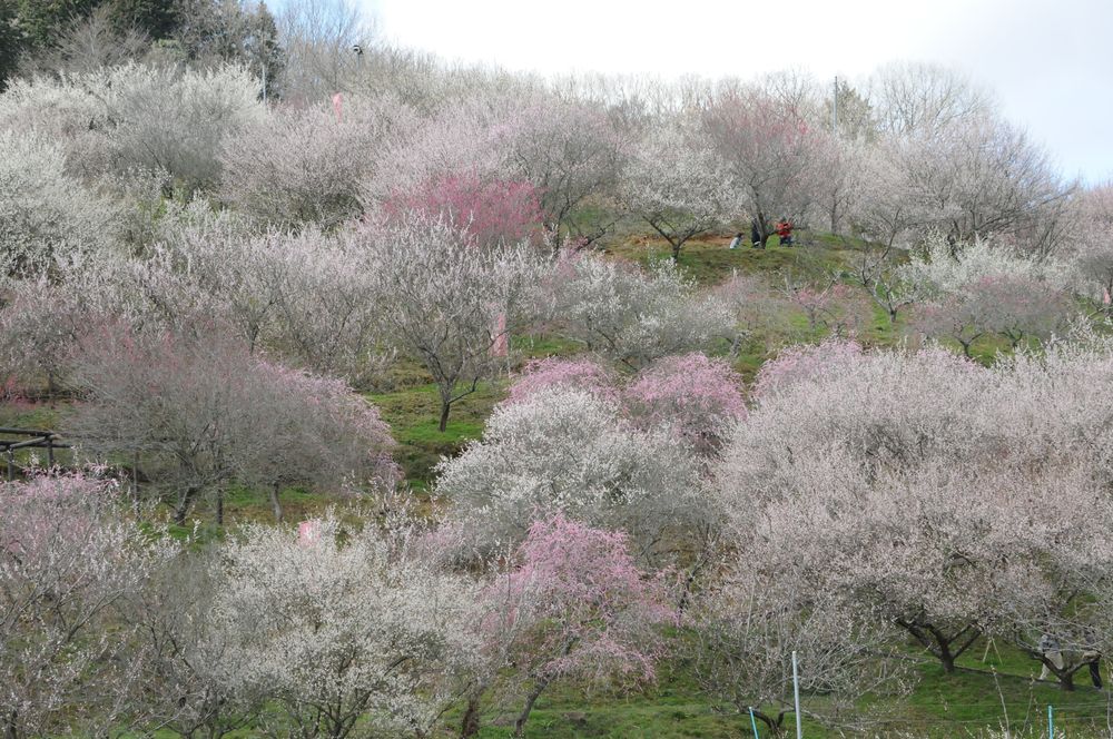 津山市 神代梅の里公園の画像 - 2枚目