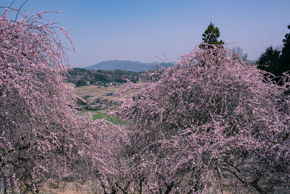 津山市 神代梅の里公園の画像 - 3枚目