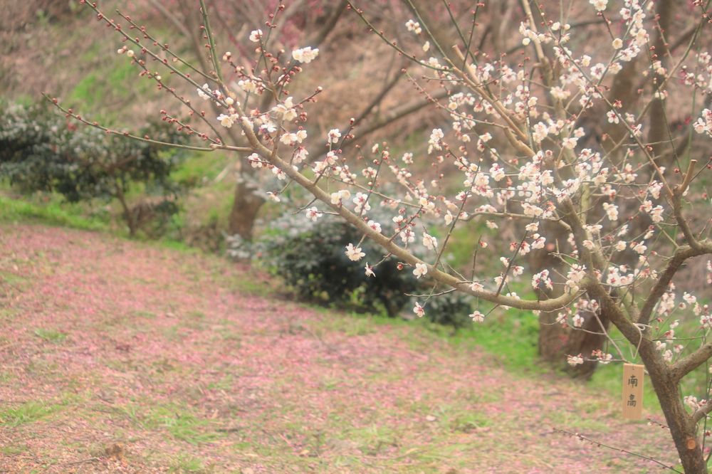 相良梅園の画像 - 2枚目