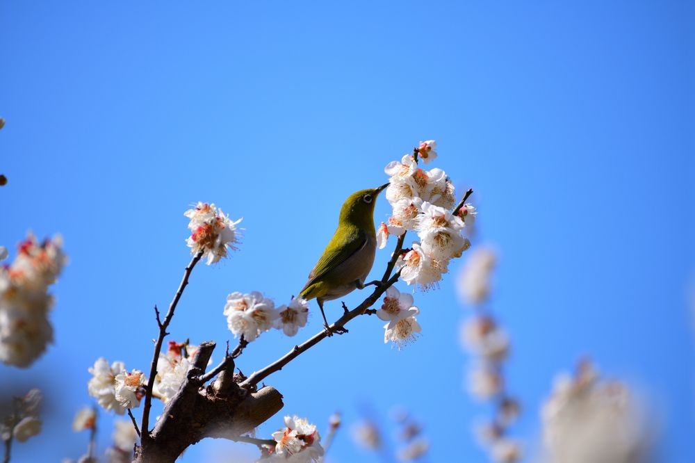 相良梅園