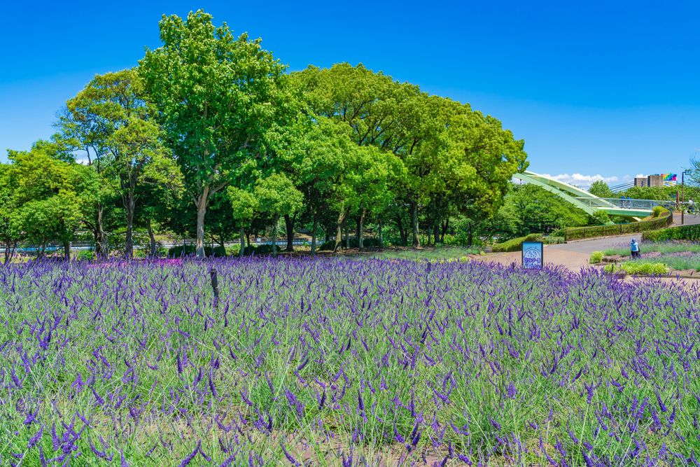 荒子公園の画像 - 3枚目