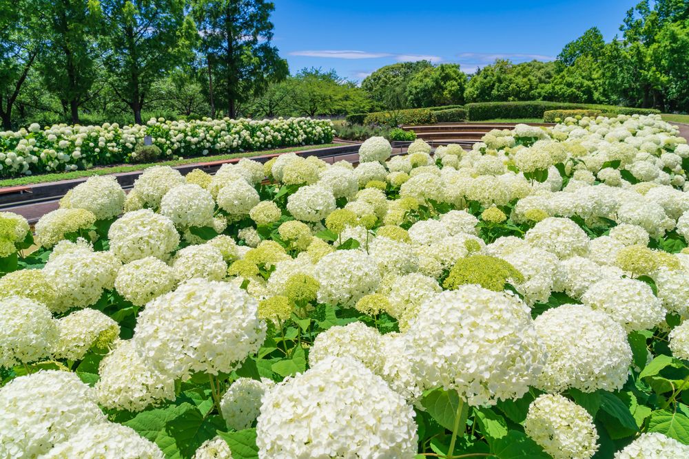 荒子公園の画像 - 4枚目