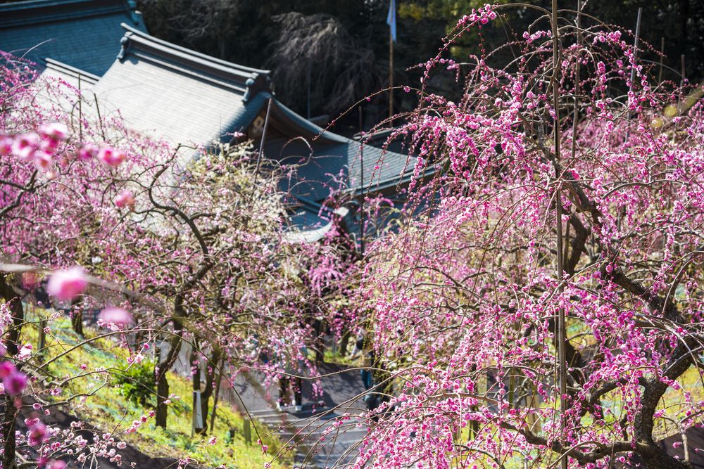 大縣神社梅園】の周辺スポット・アクセス・口コミ - Prism Japan