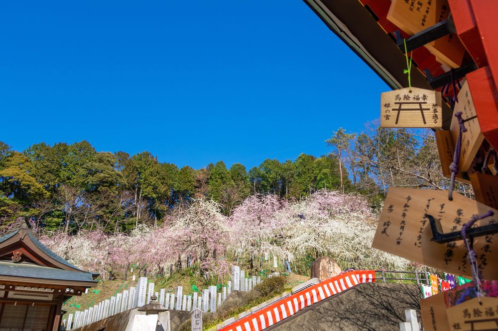 大縣神社梅園】の周辺スポット・アクセス・口コミ - Prism Japan