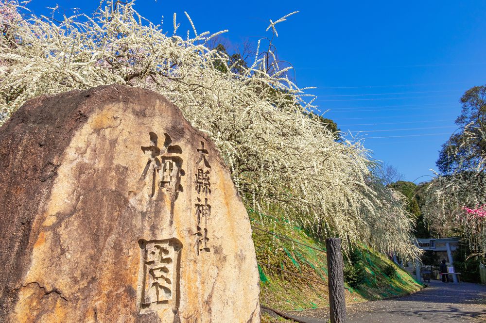 大縣神社梅園】の周辺スポット・アクセス・口コミ - Prism Japan