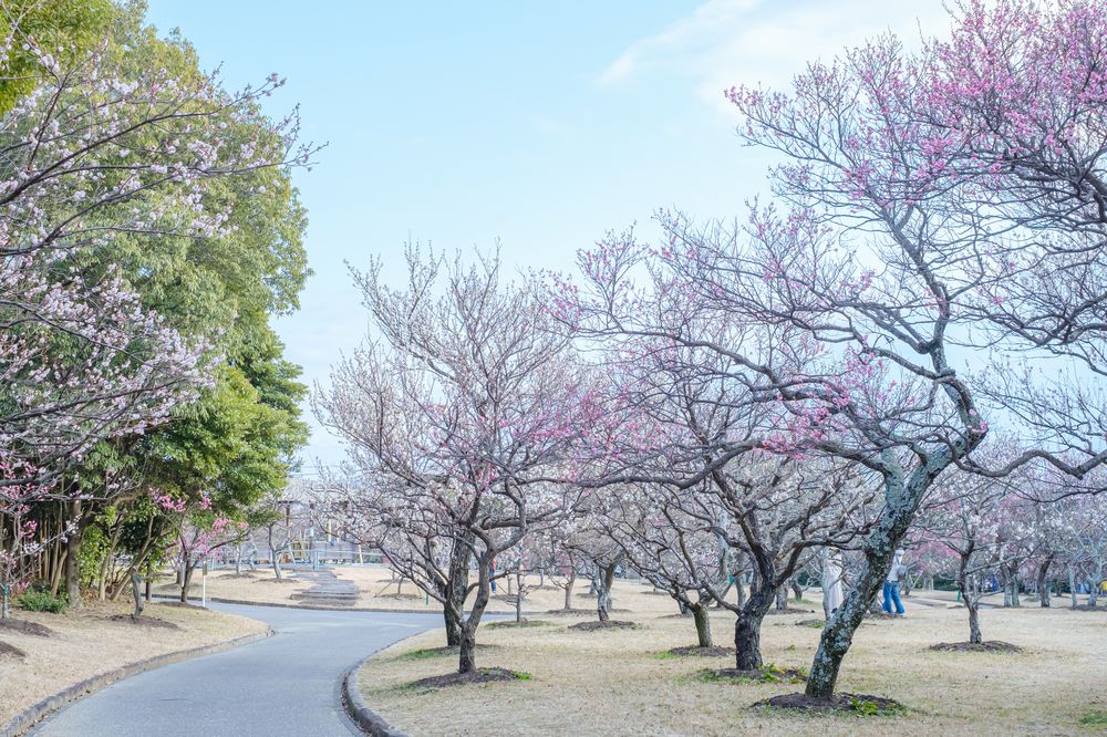 向山緑地 梅林園