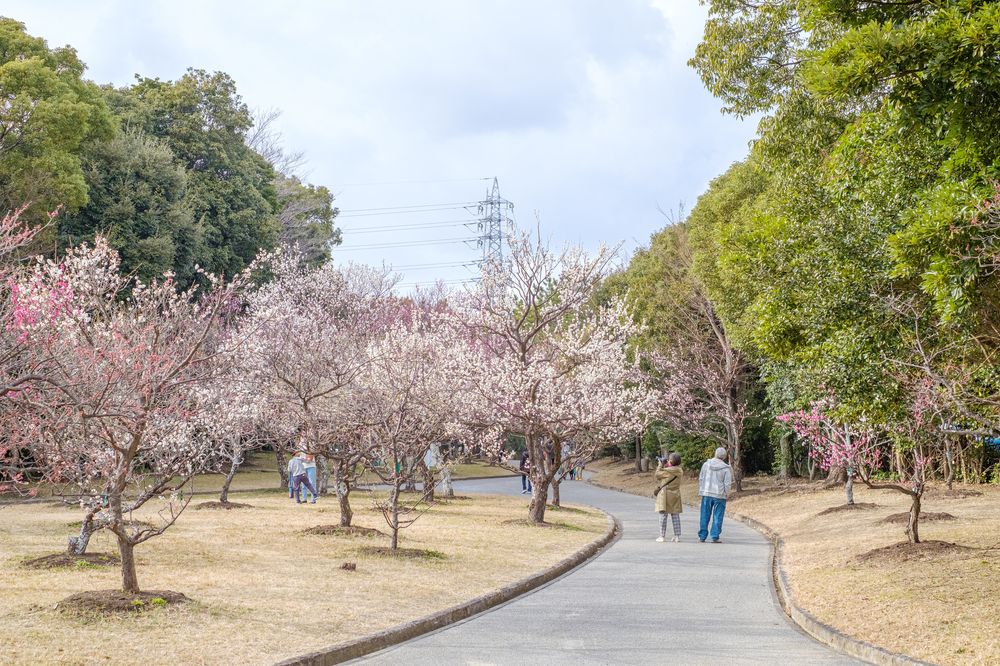 向山緑地 梅林園の画像 - 2枚目