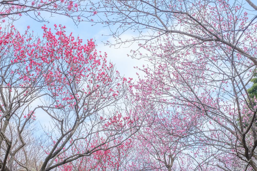 向山緑地 梅林園の画像 - 3枚目
