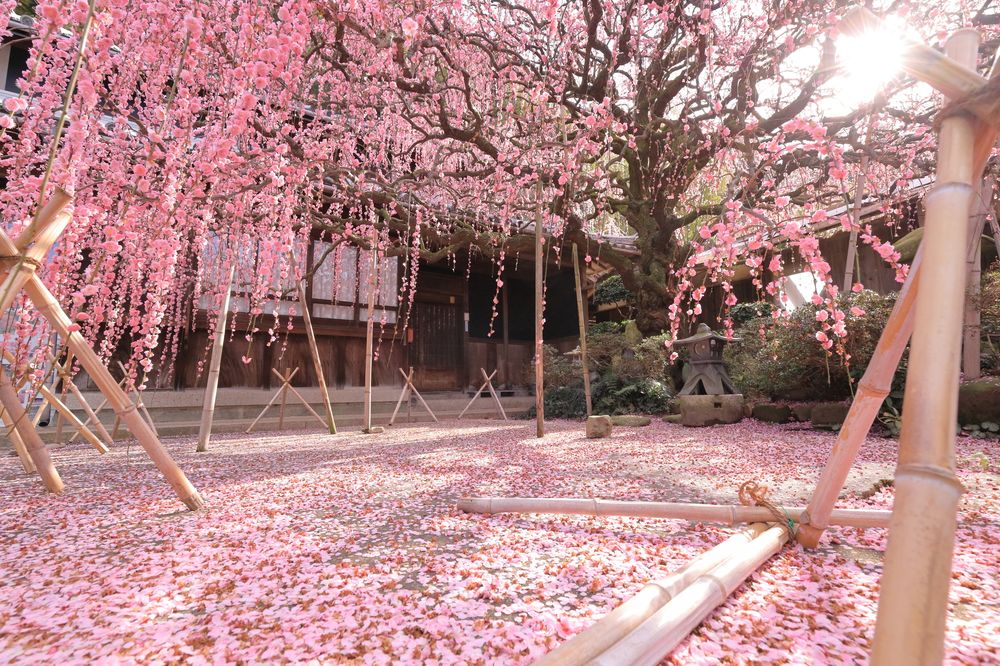 八木のしだれ梅(村上邸)の画像 - 2枚目