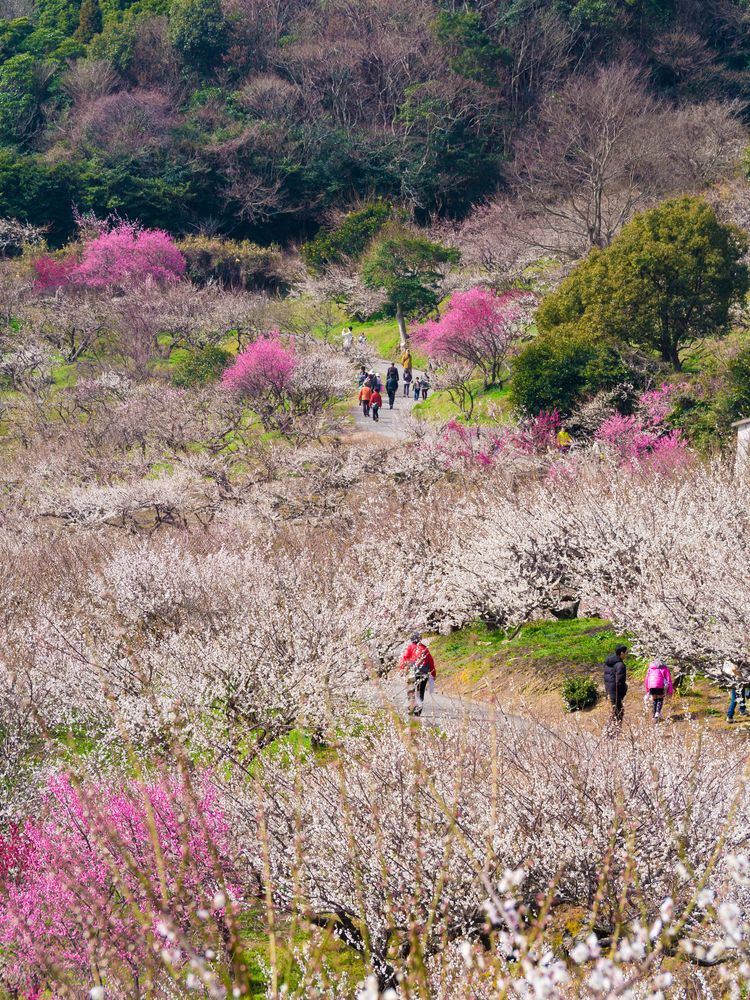 綾部山梅林の画像 - 3枚目