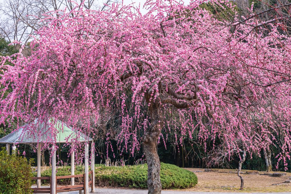 平芝公園