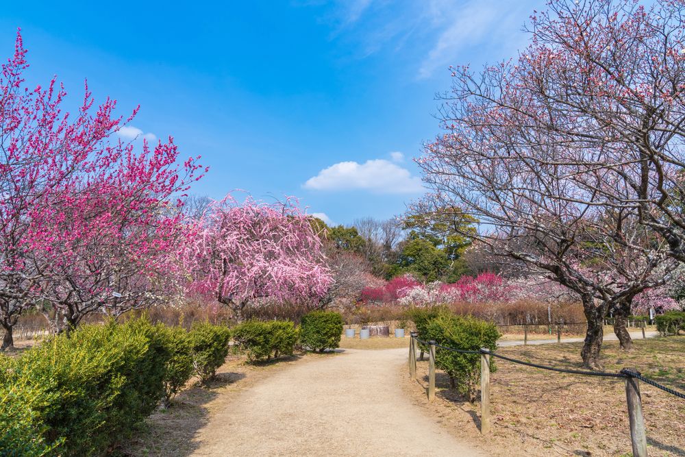 平芝公園の画像 - 2枚目