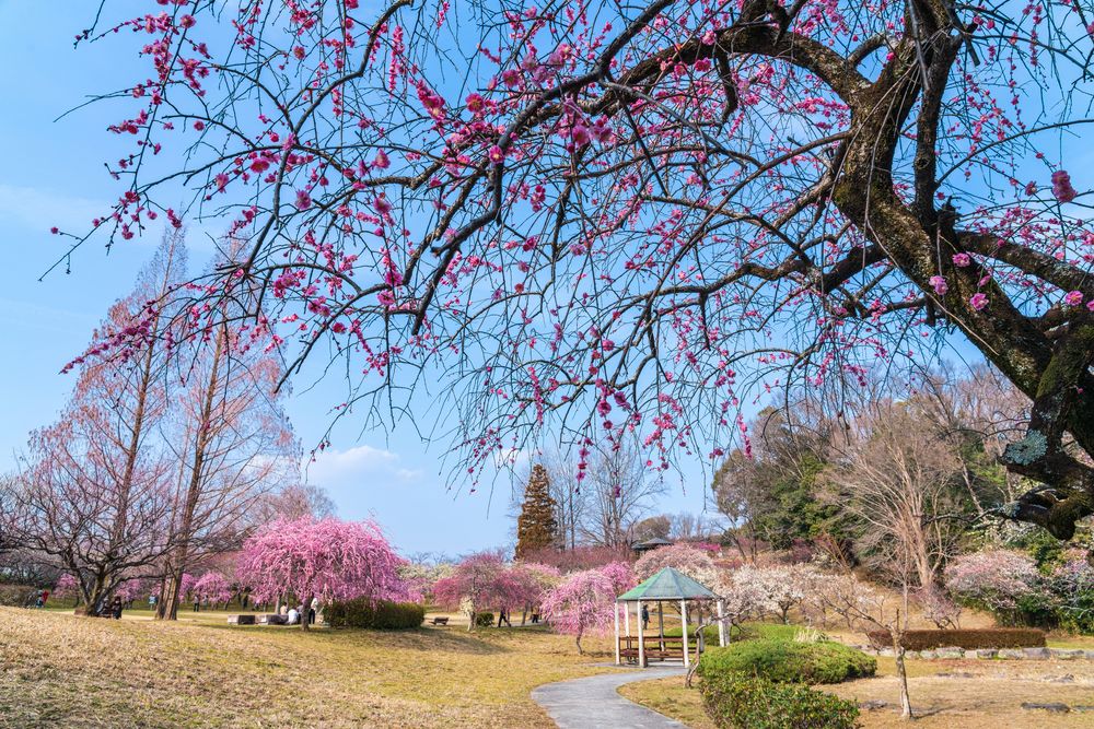 平芝公園の画像 - 3枚目