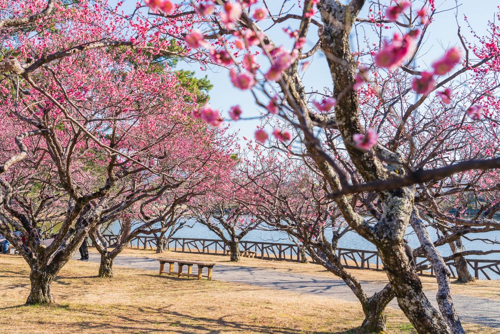 神苑梅林 梅宮大社神苑 ― 京都市右京区の庭園。 | 庭園情報メディア【おにわさん】
