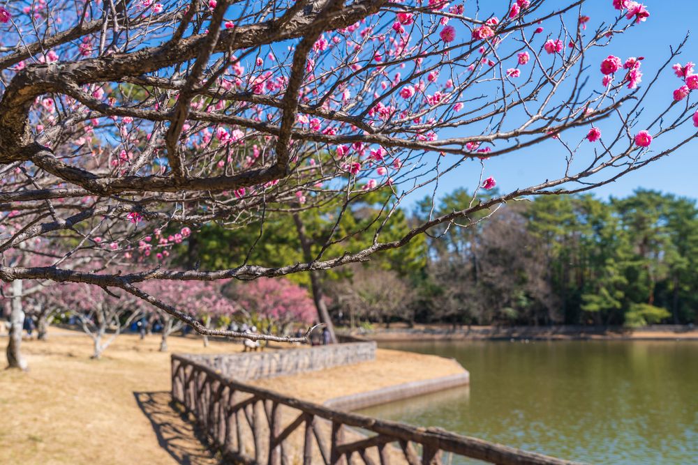 南公園 葵梅林の画像 - 2枚目