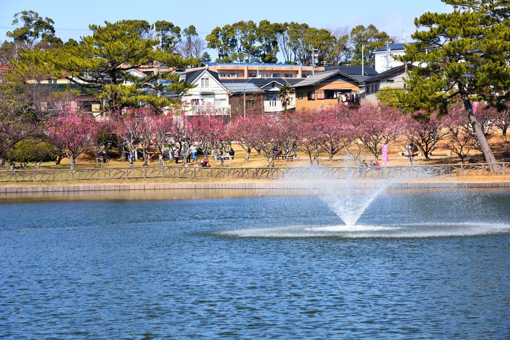 南公園 葵梅林の画像 - 3枚目
