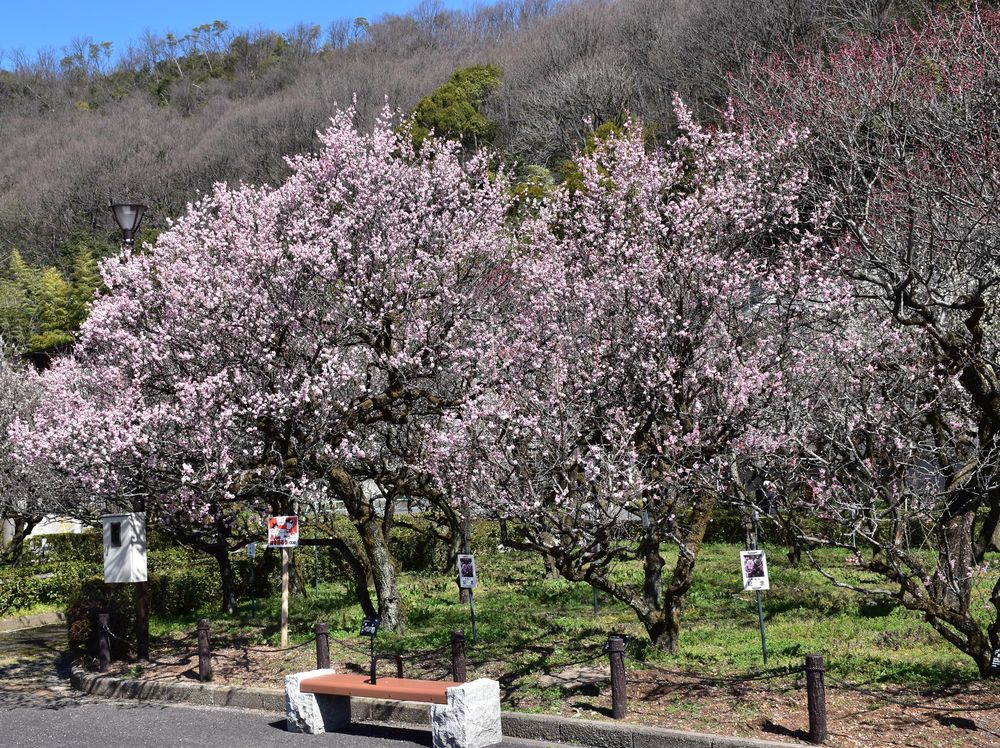 梅林公園の画像 - 2枚目