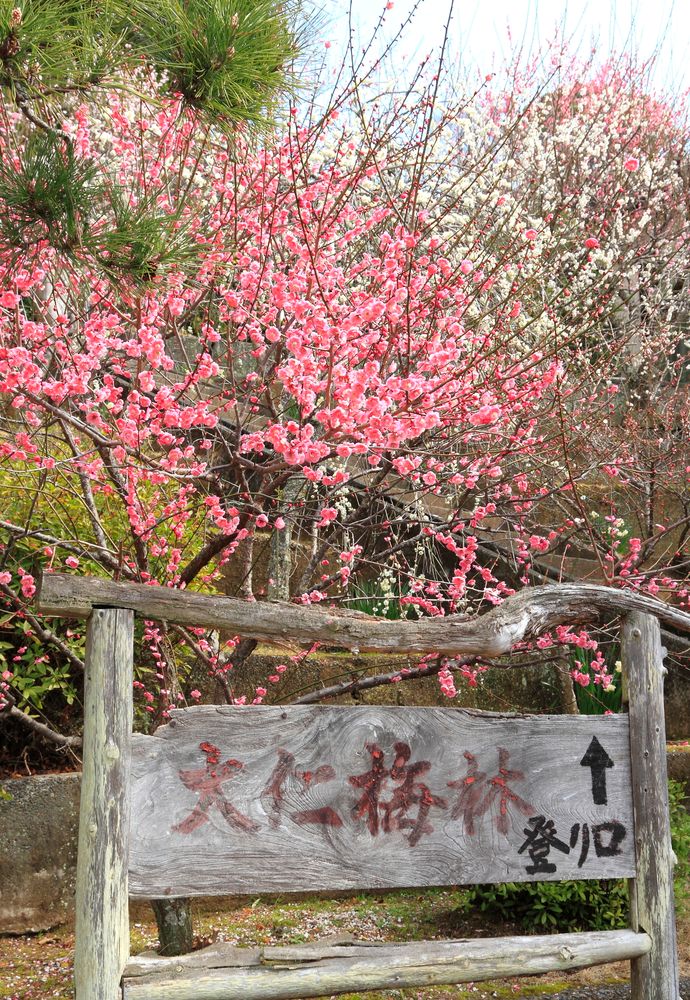 大仁梅林の画像 - 2枚目