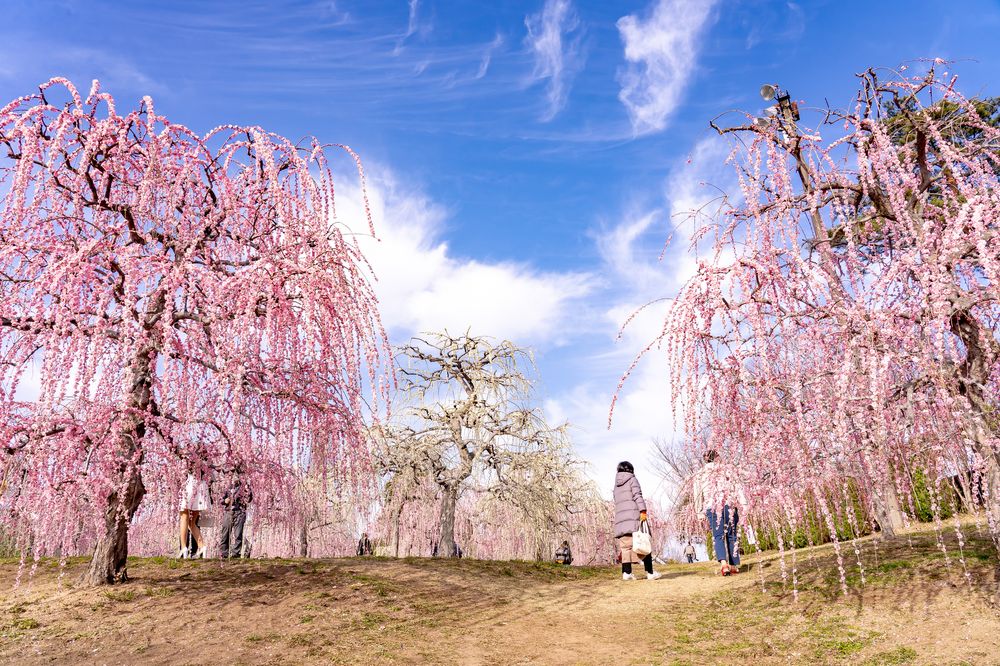 かざはやの里の画像 - 3枚目