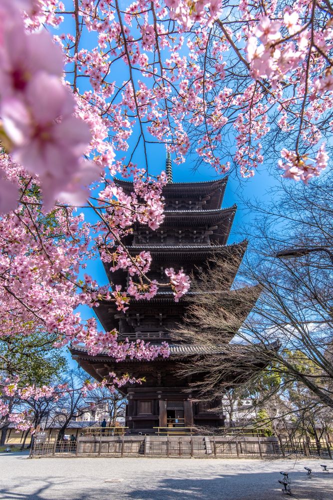 東寺 五重塔の画像 - 3枚目