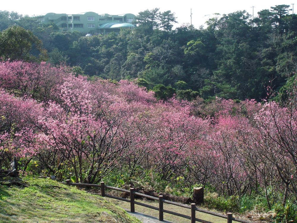 名護城公園