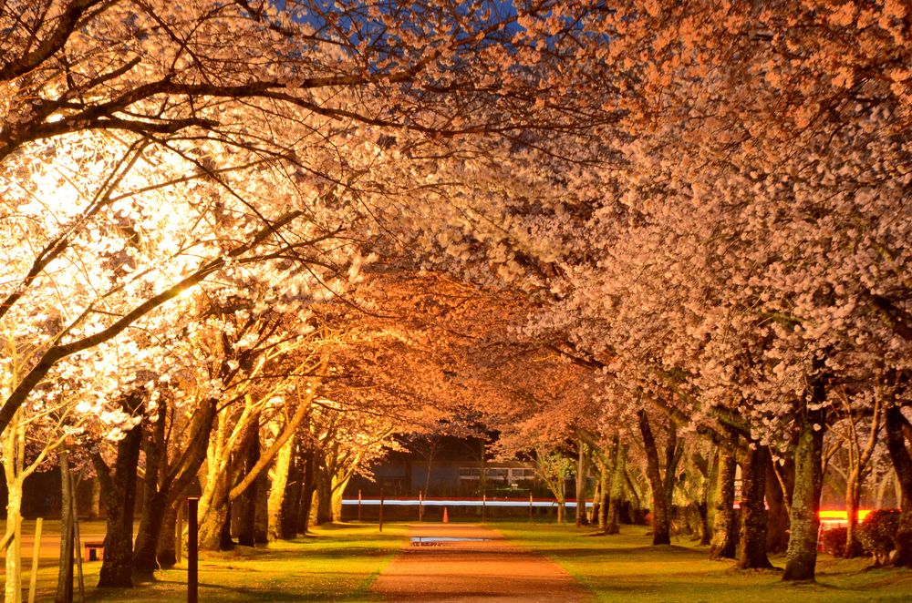 忠元公園の画像 - 2枚目