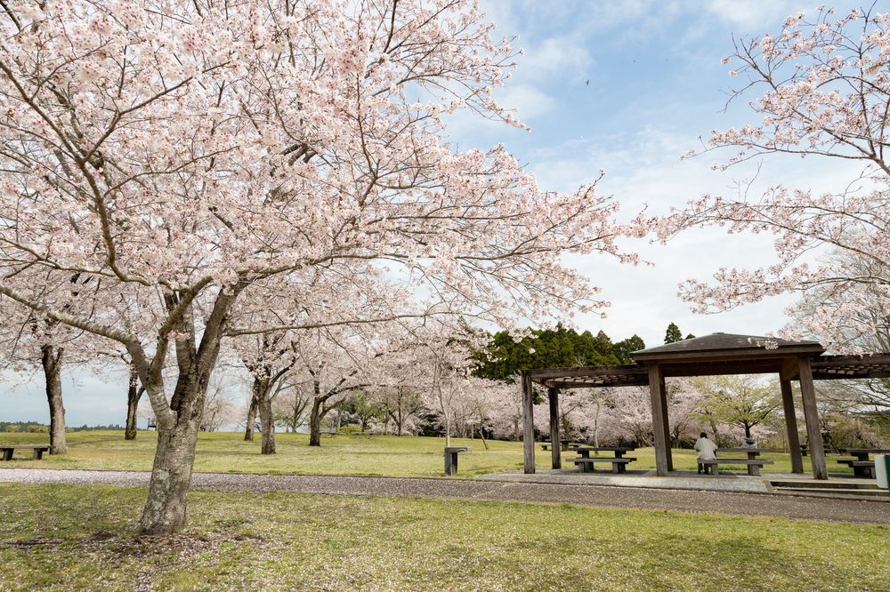 母智丘公園の画像 - 2枚目