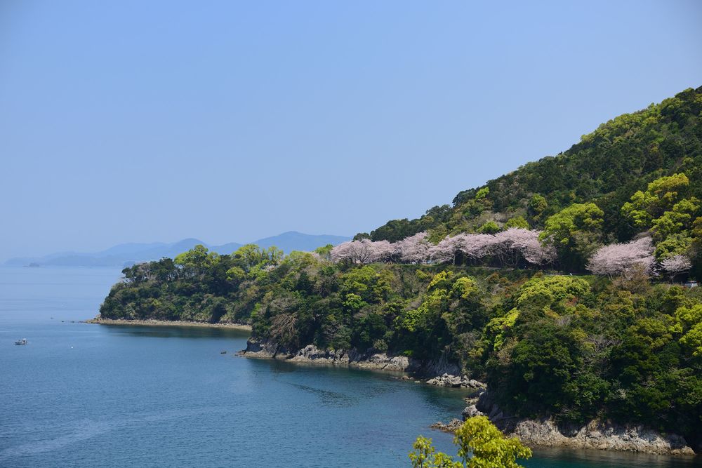 湯の児チェリーラインの画像 - 3枚目