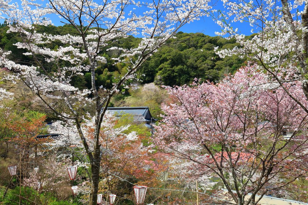 牧野公園の画像 - 3枚目