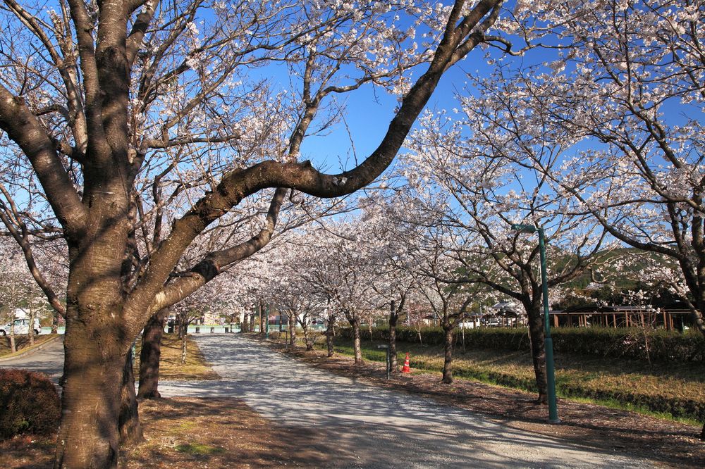 鏡野公園の画像 - 2枚目